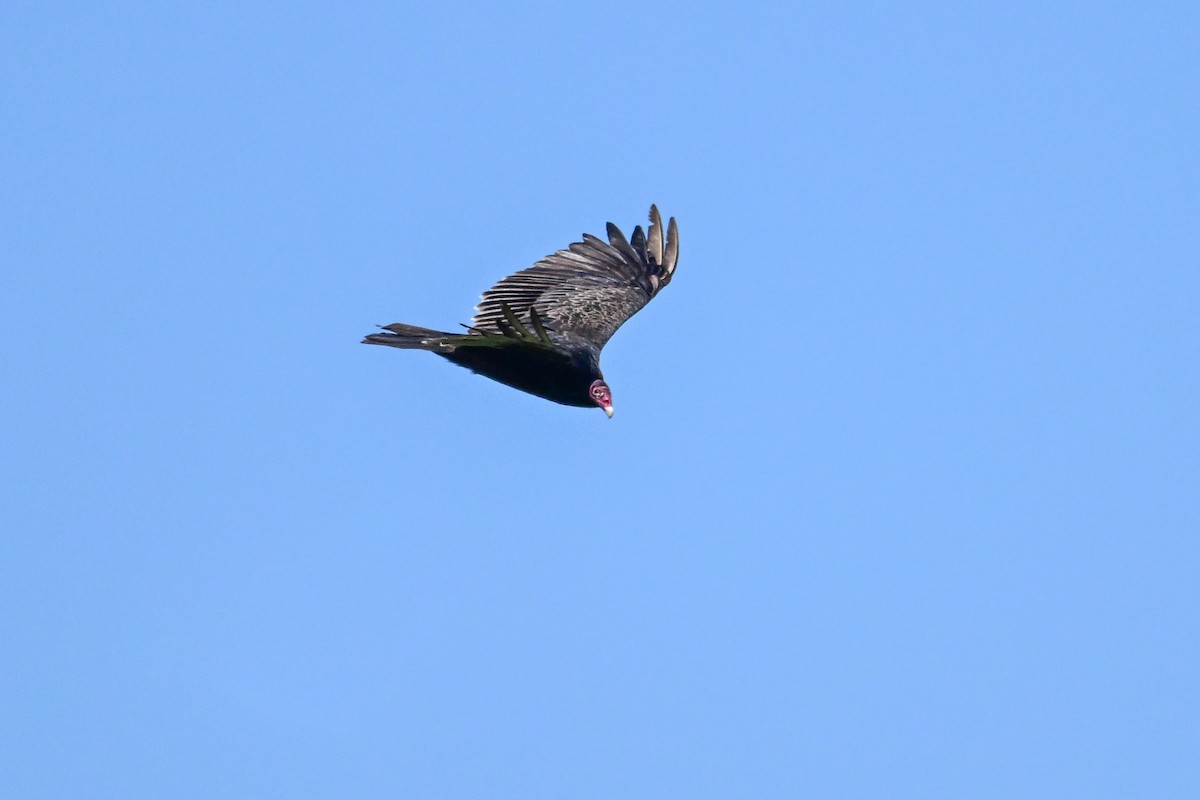 Turkey Vulture - ML639166783