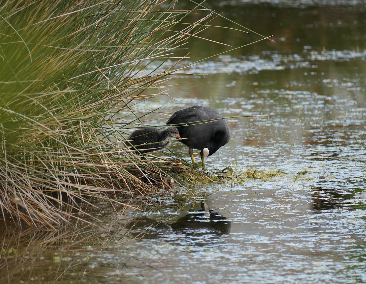 Eurasian Coot - ML639166788