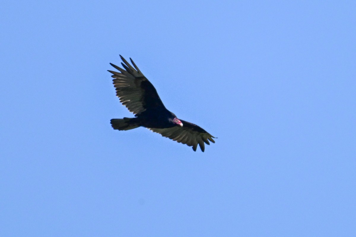 Turkey Vulture - ML639166789