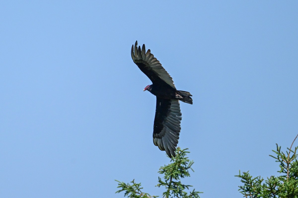 Turkey Vulture - ML639166792