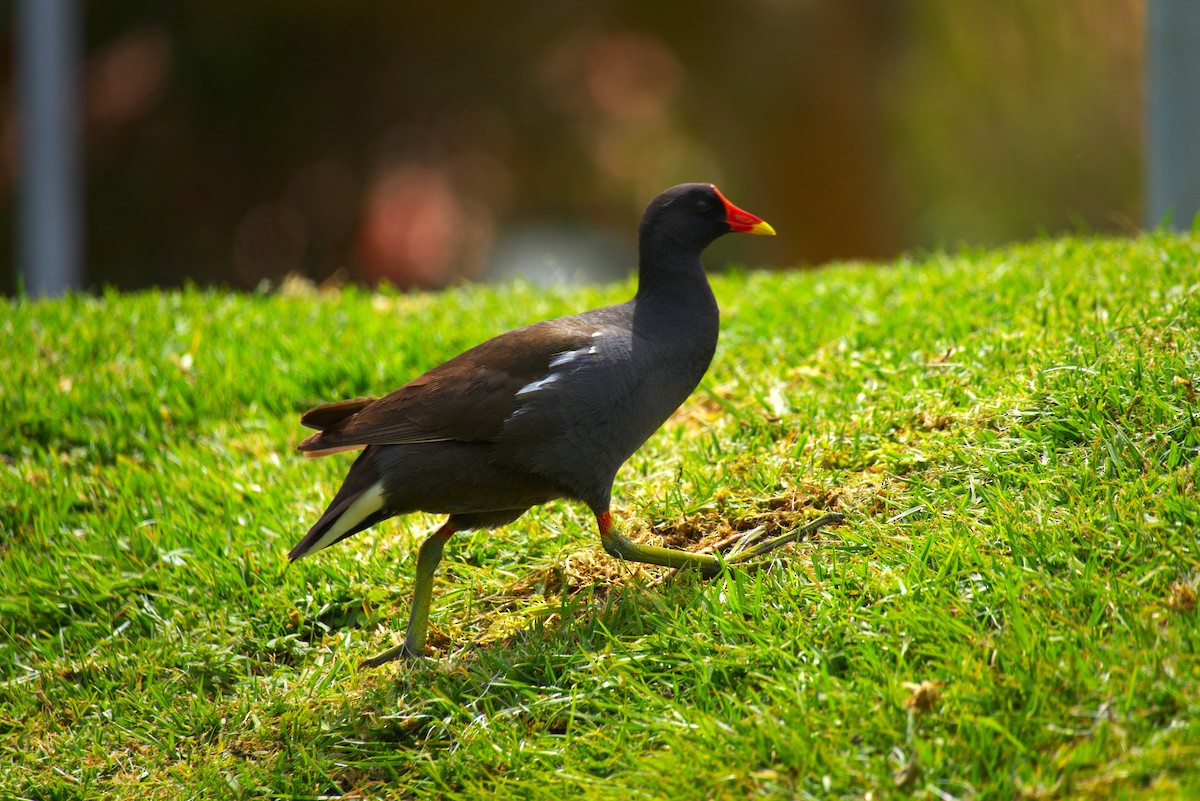 Eurasian Moorhen - ML639166954