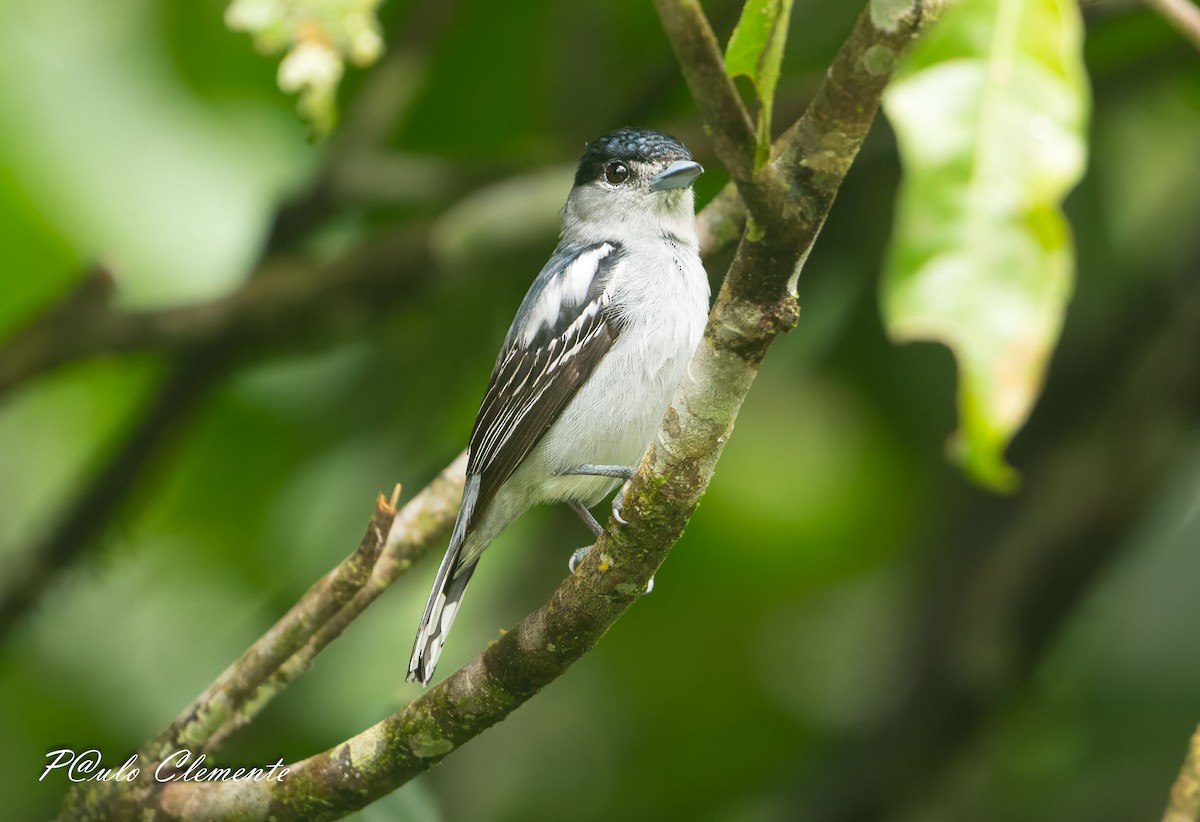 Black-capped Becard - ML639167179