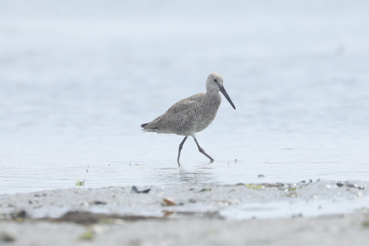 willetsnipe (inornata) - ML639167240