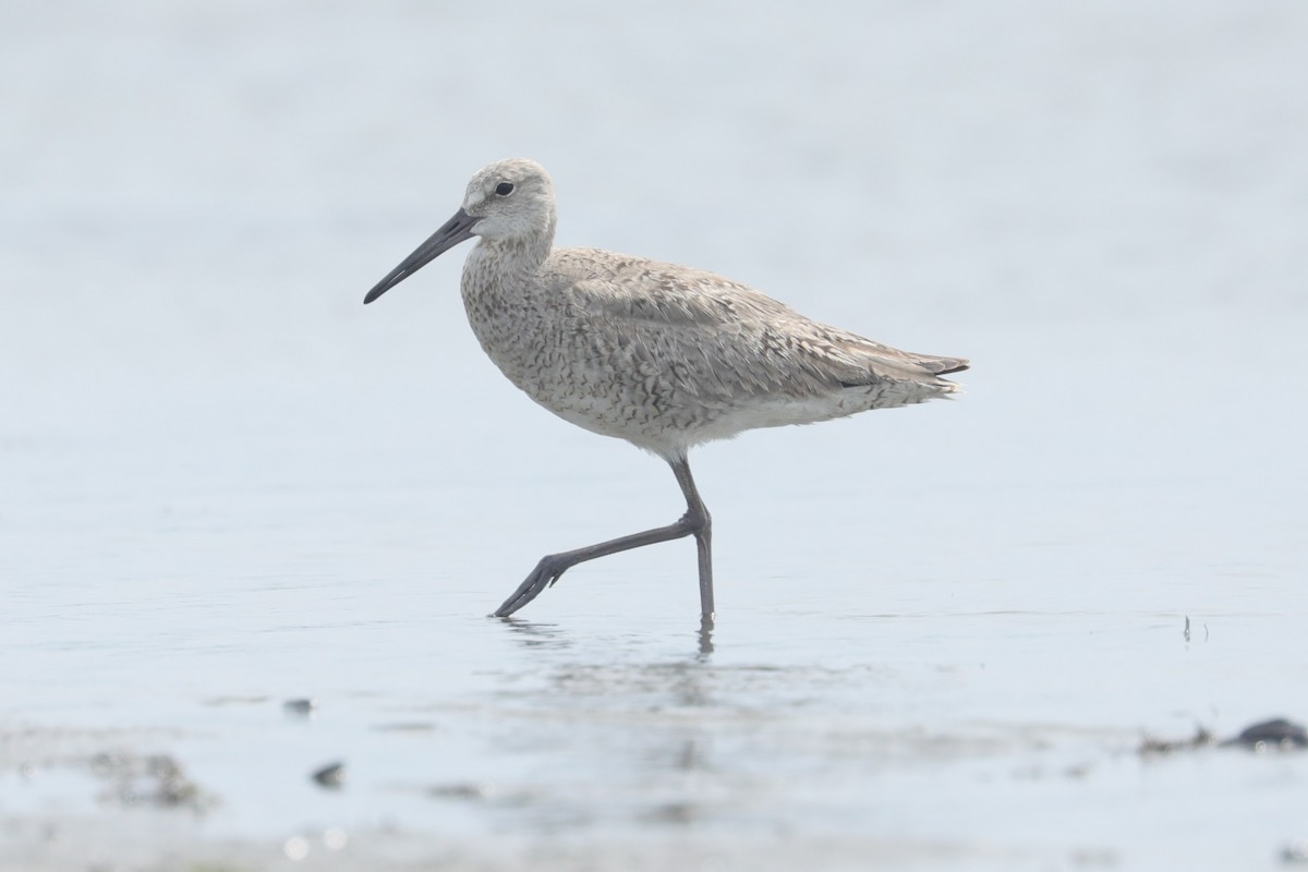 willetsnipe (inornata) - ML639167241