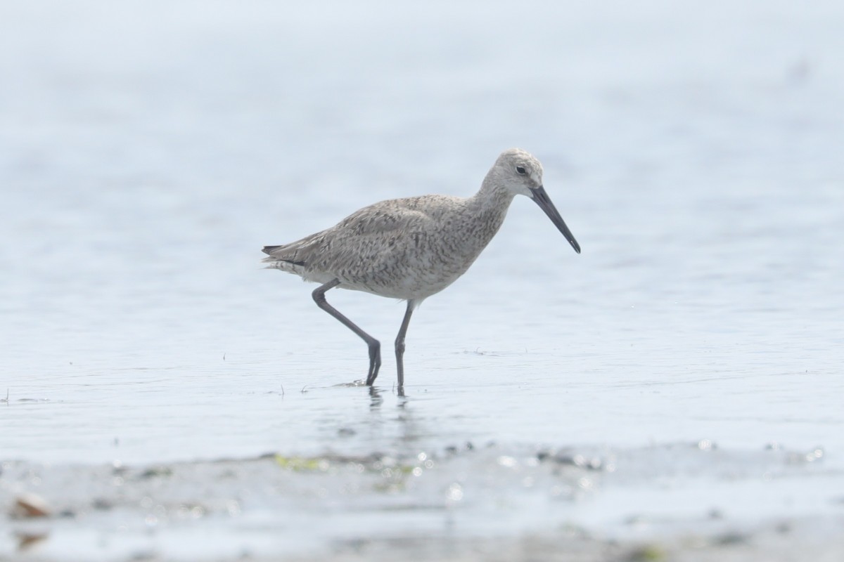 willetsnipe (inornata) - ML639167242