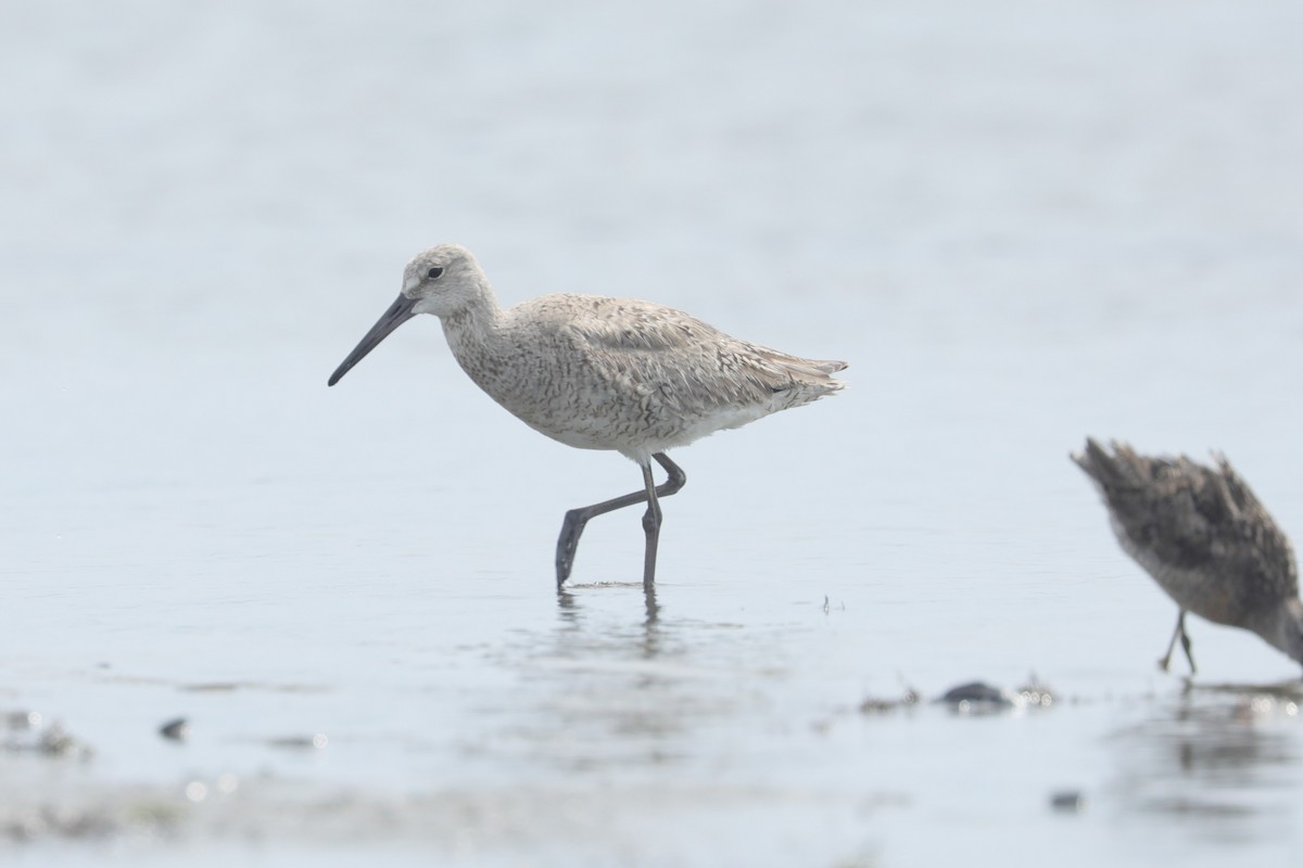 willetsnipe (inornata) - ML639167243