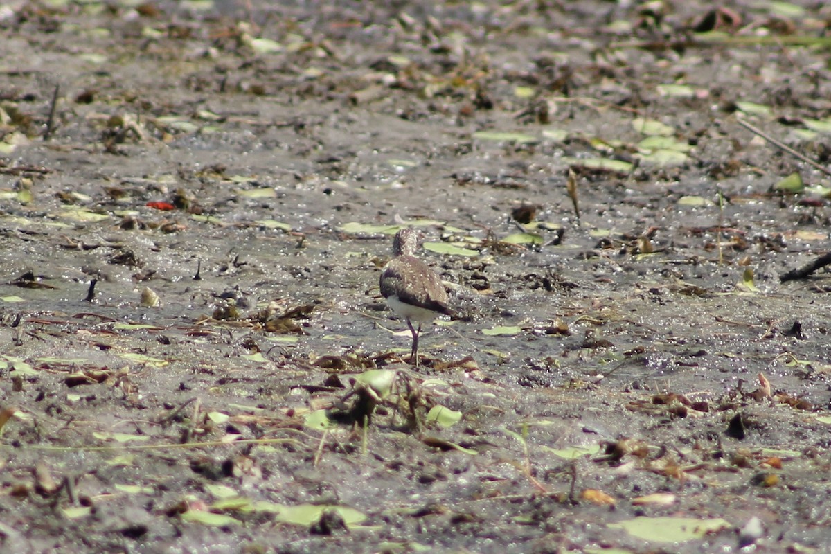 Solitary Sandpiper - ML639167257