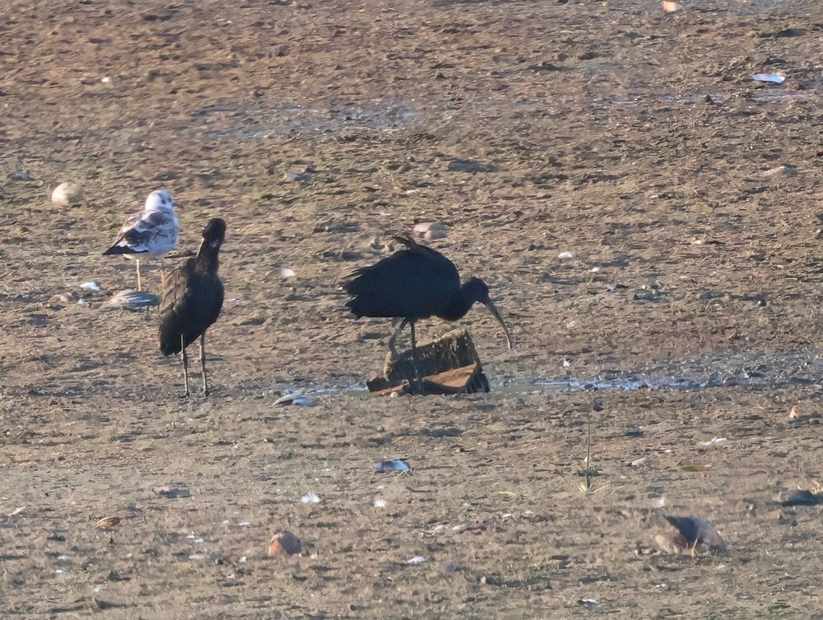 Çeltikçi - ML639167277