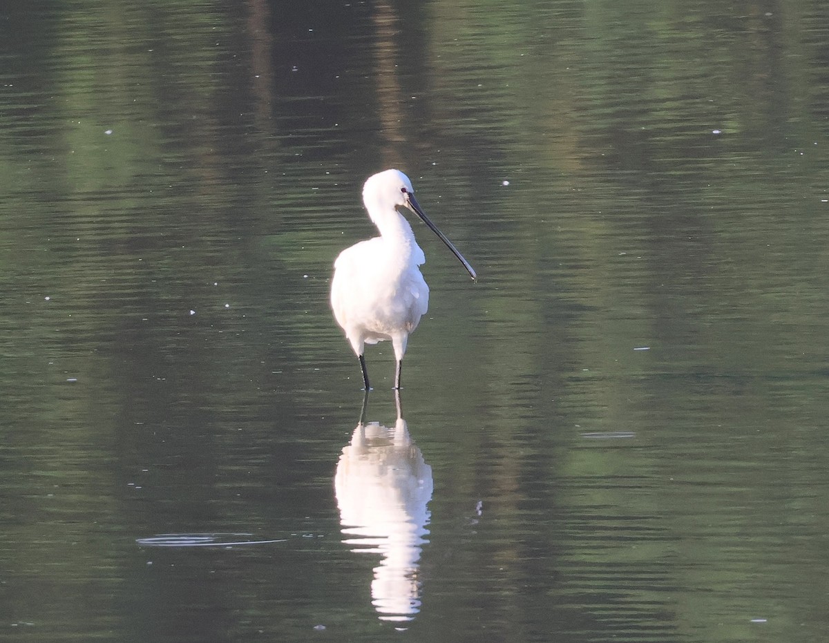 Kaşıkçı - ML639167282