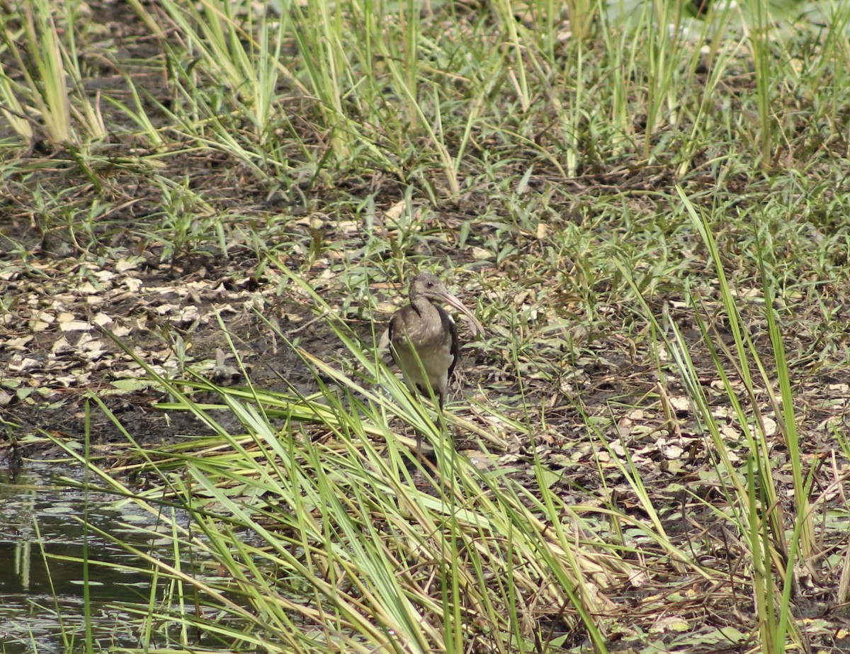 White Ibis - ML639167296