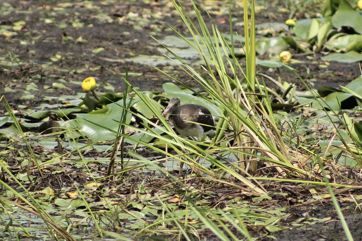 White Ibis - ML639167297