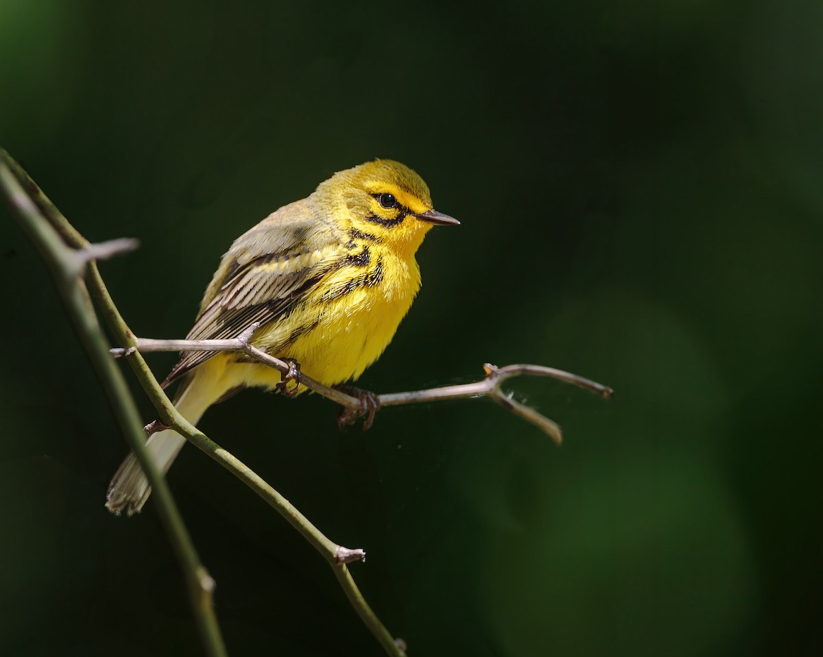 Prairie Warbler - ML639167306