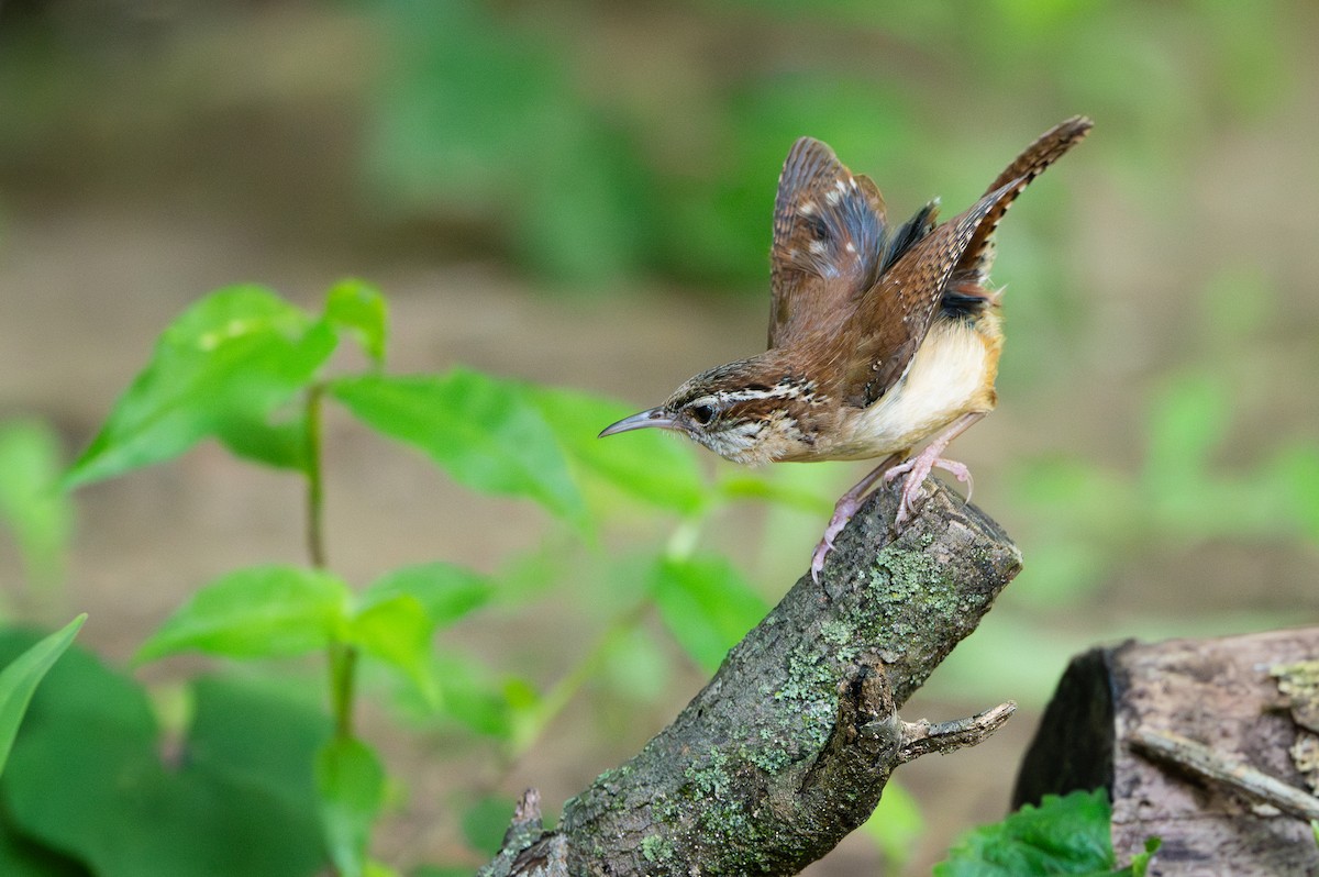 Carolina Wren - ML639167386