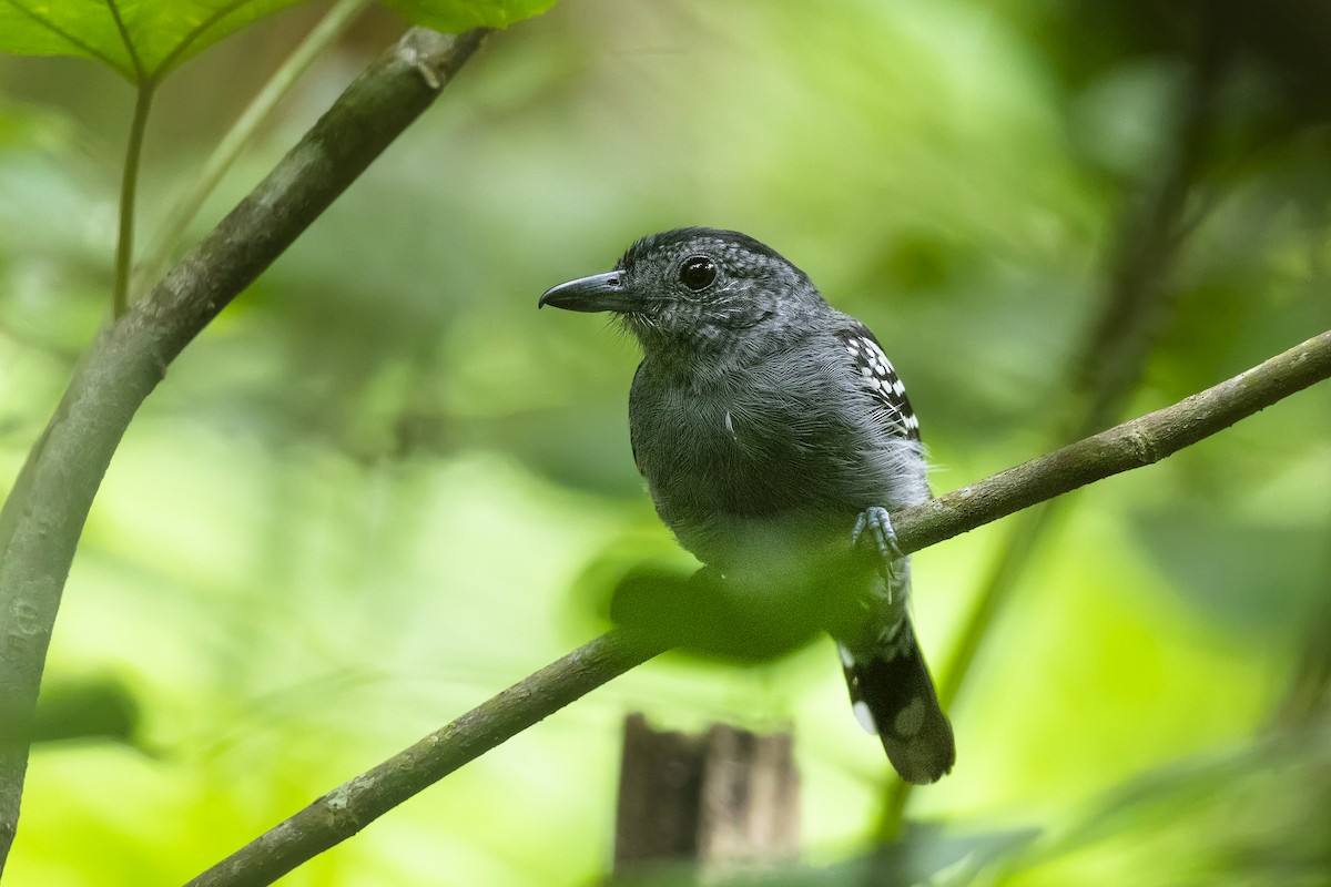 Black-crowned Antshrike - ML639167401