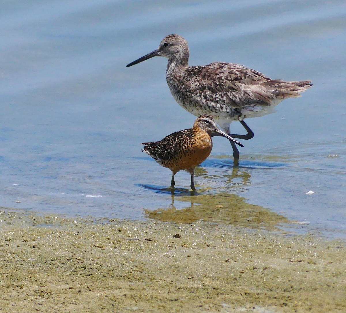 Short-billed Dowitcher - ML639167497