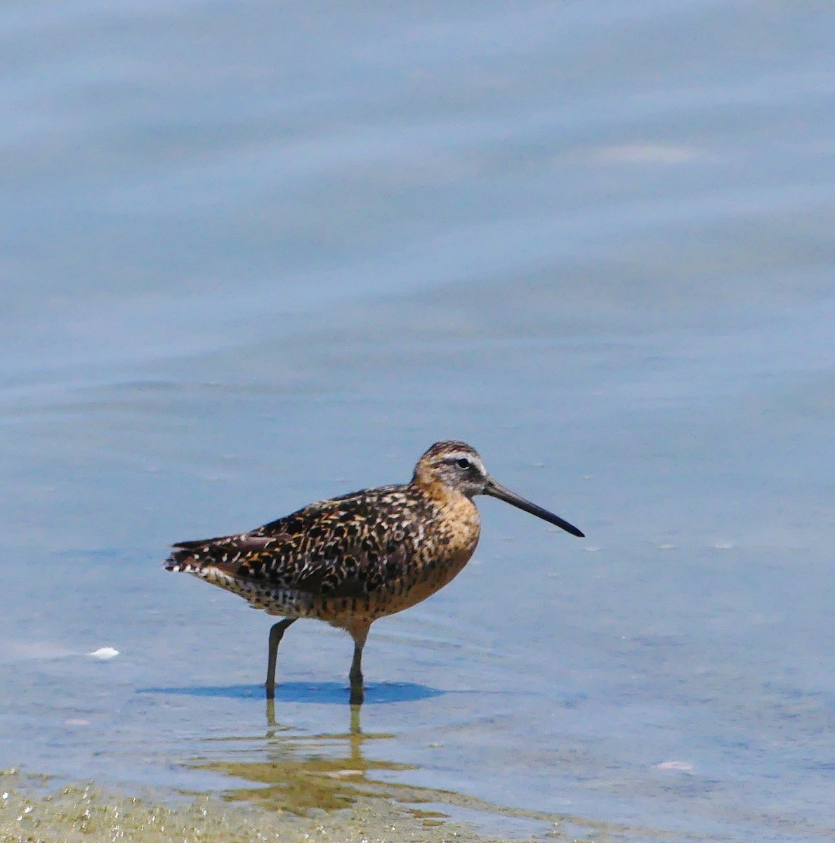 Short-billed Dowitcher - ML639167503