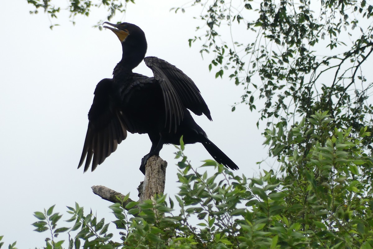 Double-crested Cormorant - ML639167554