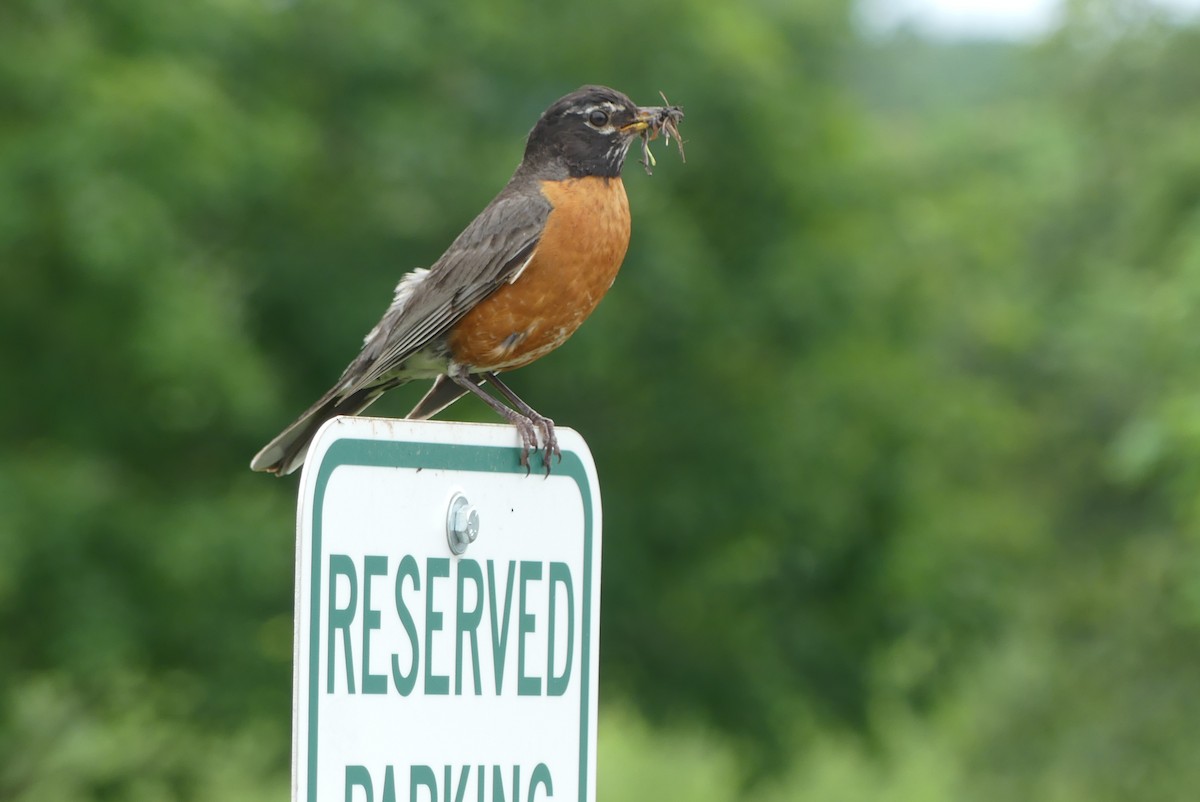 American Robin - ML639167564