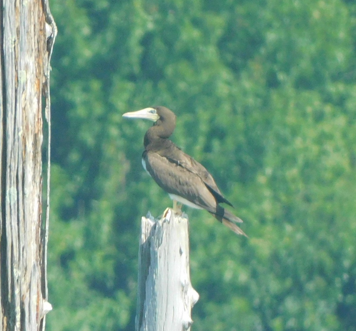 白腹鰹鳥 - ML639167616