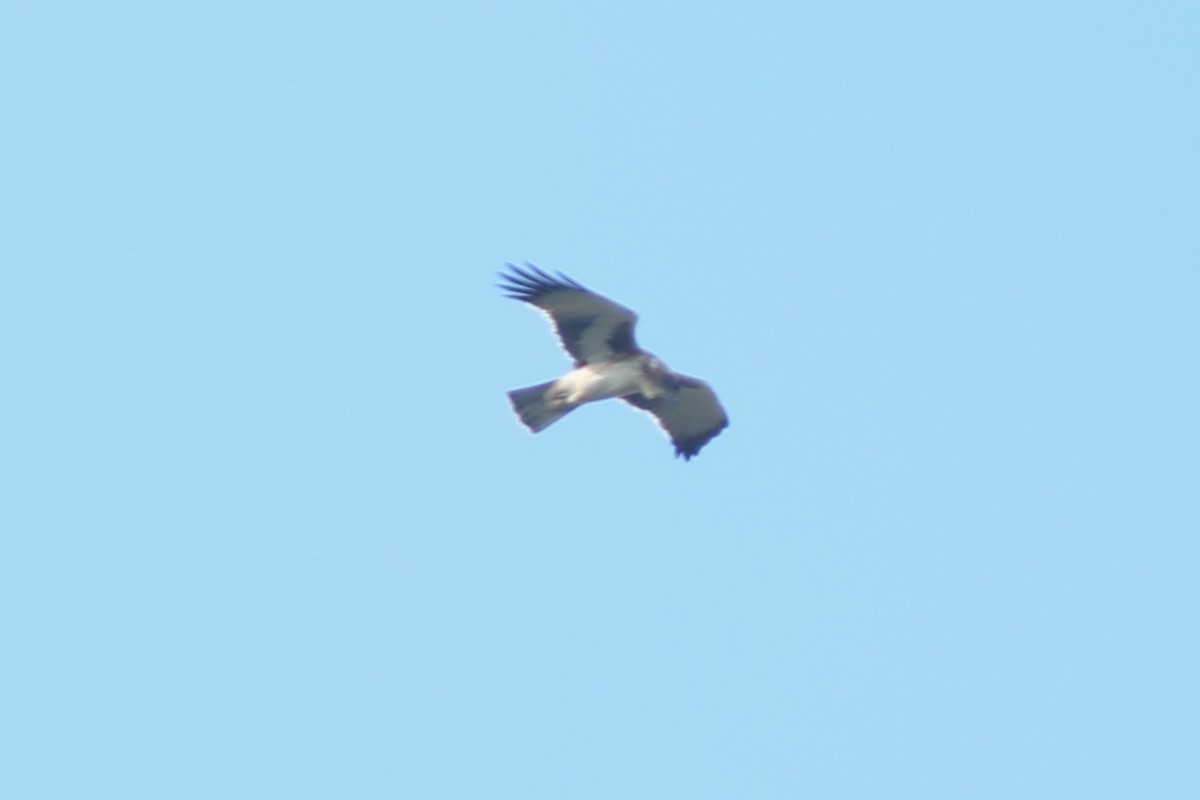 Little Eagle - ML639167630