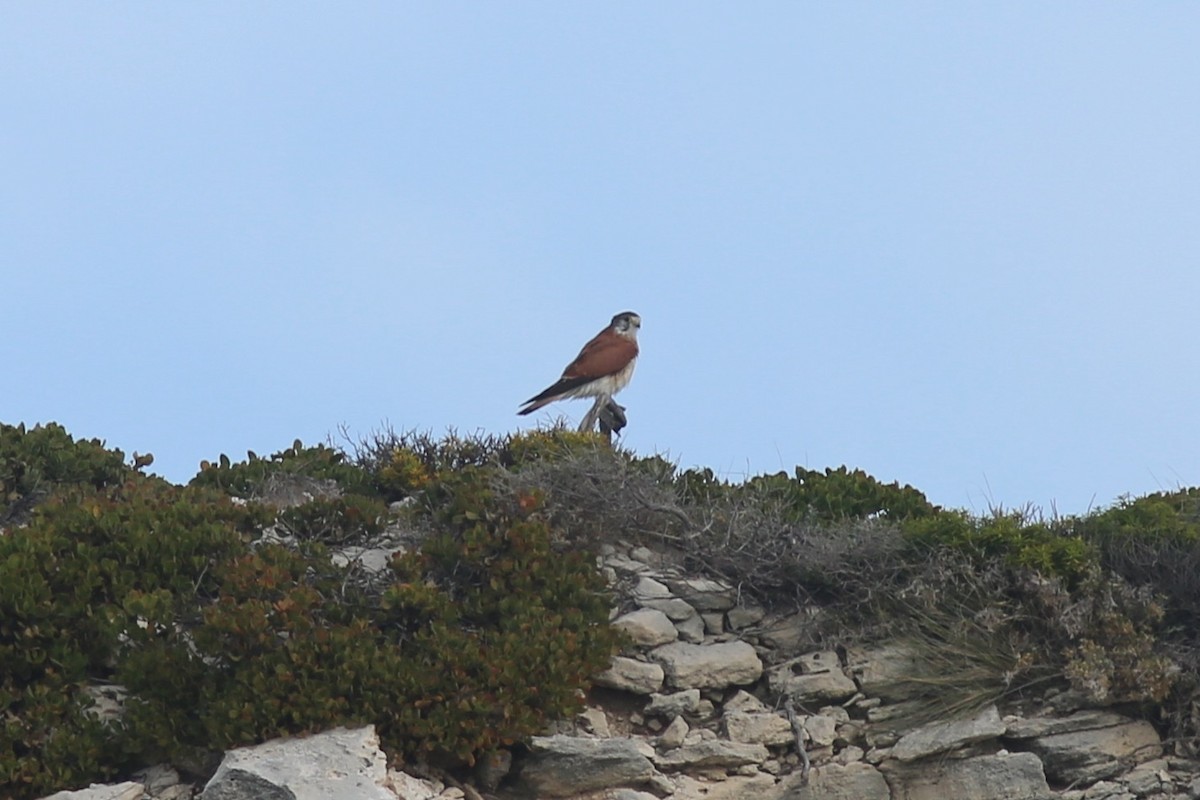 Nankeen Kestrel - ML639167637