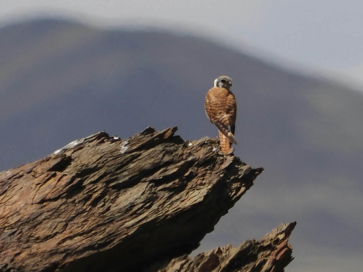 eBird Checklist - 12 Jul 2025 - White Mtns.--southern (INY Co.) - 1 species