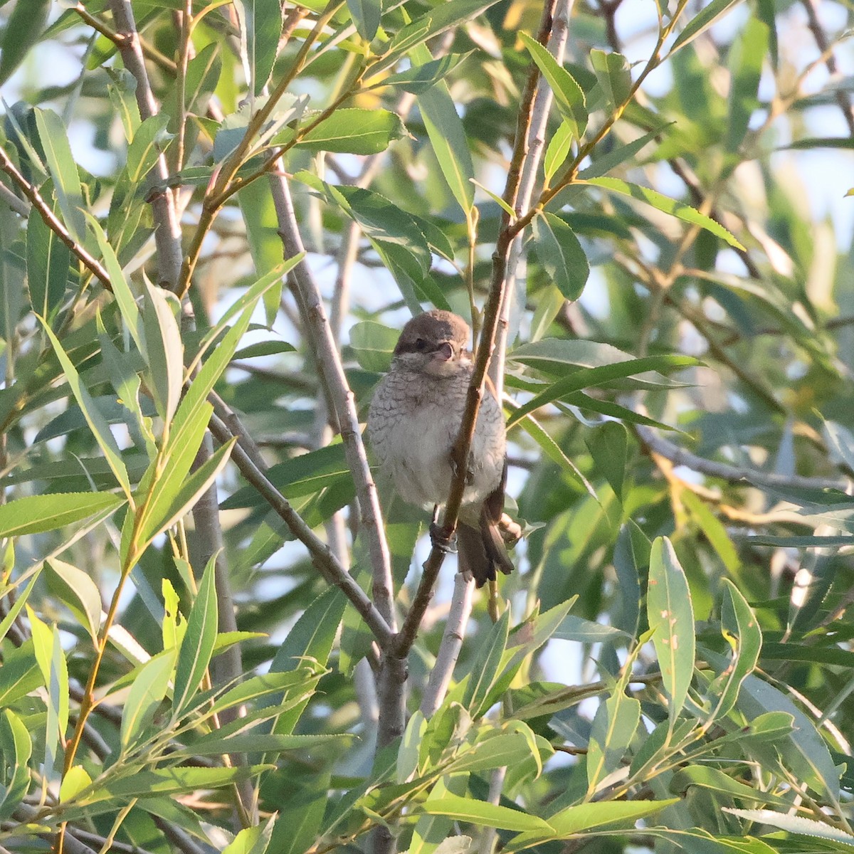 Kızıl Sırtlı Örümcekkuşu - ML639167727