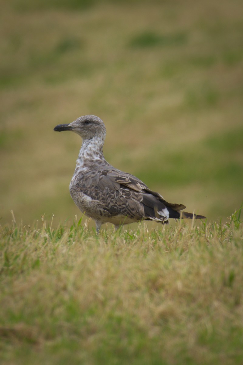 Yellow-legged Gull - ML639167731