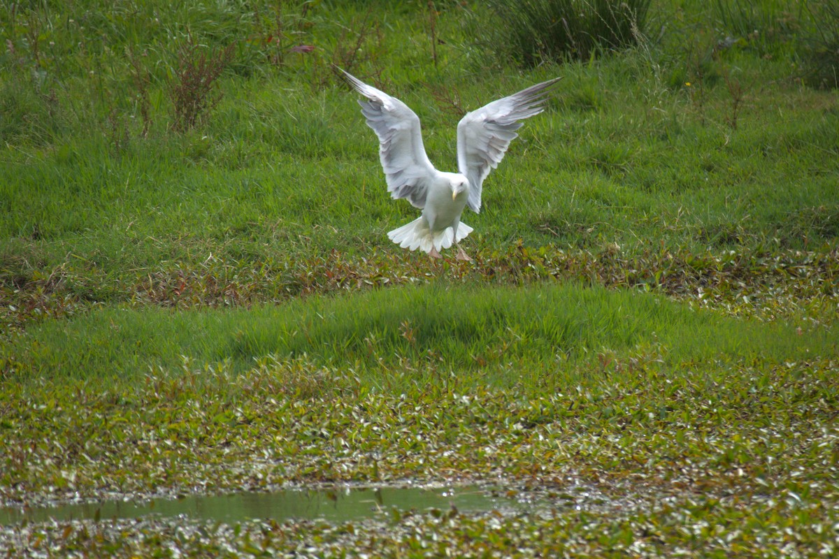 Yellow-legged Gull - ML639167732