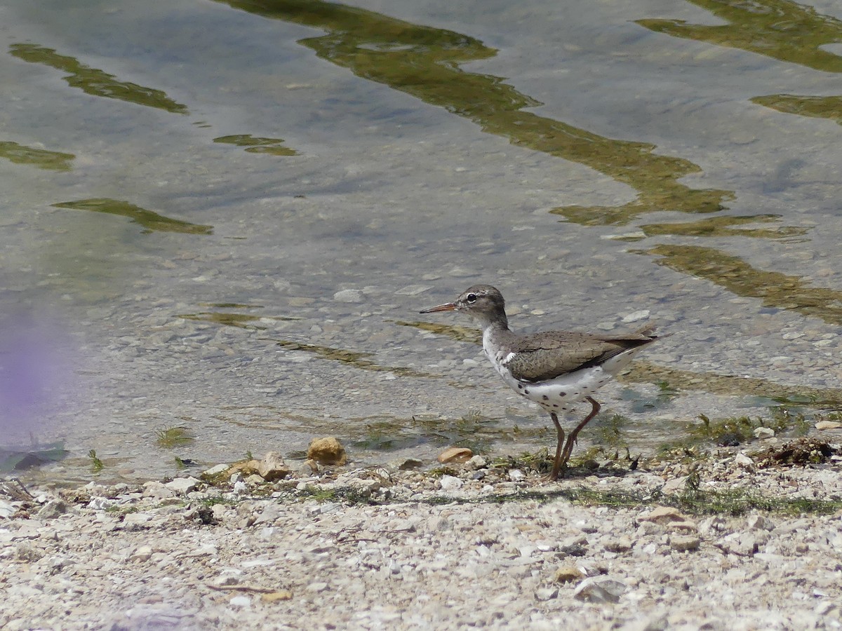 Spotted Sandpiper - ML639167832