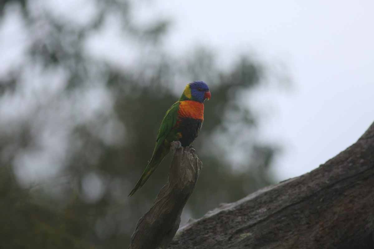 Rainbow Lorikeet - ML639167845