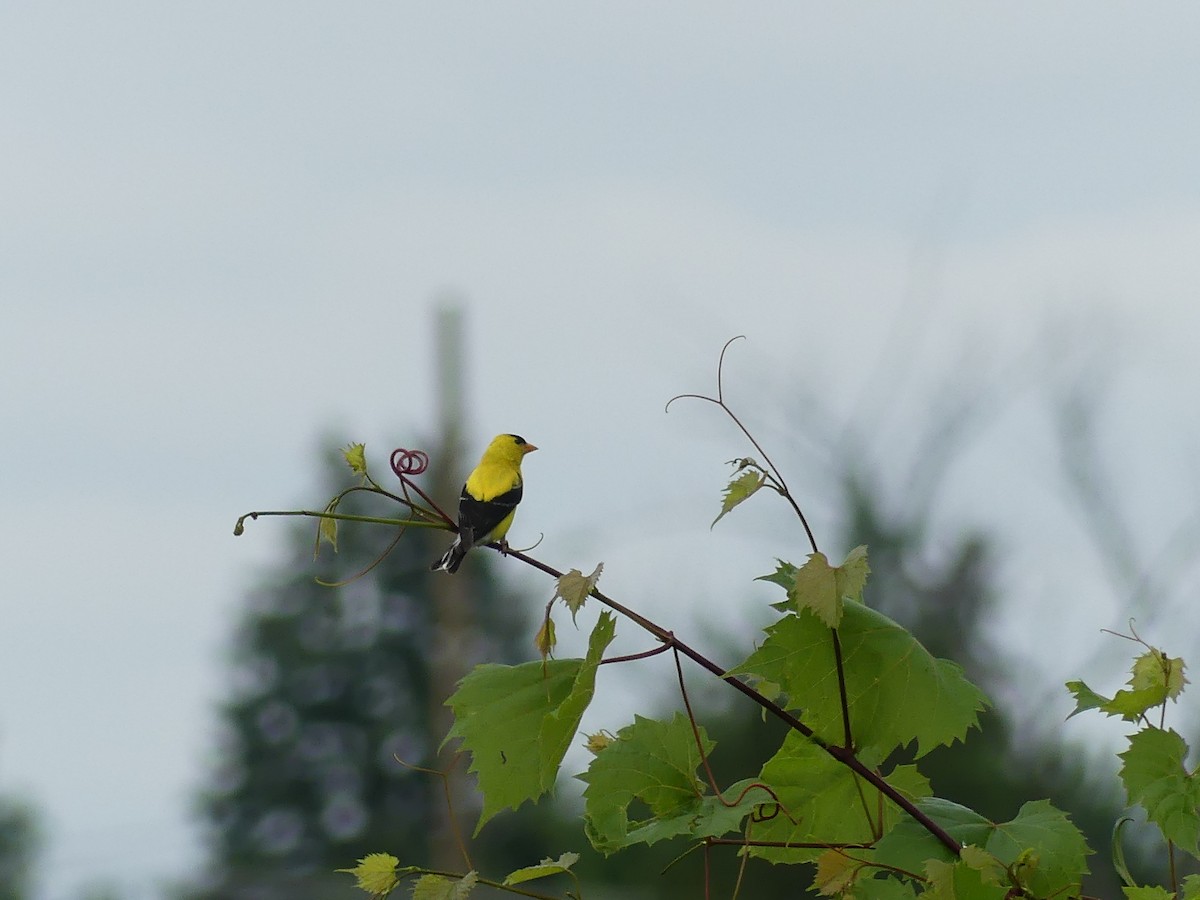 American Goldfinch - ML639167849