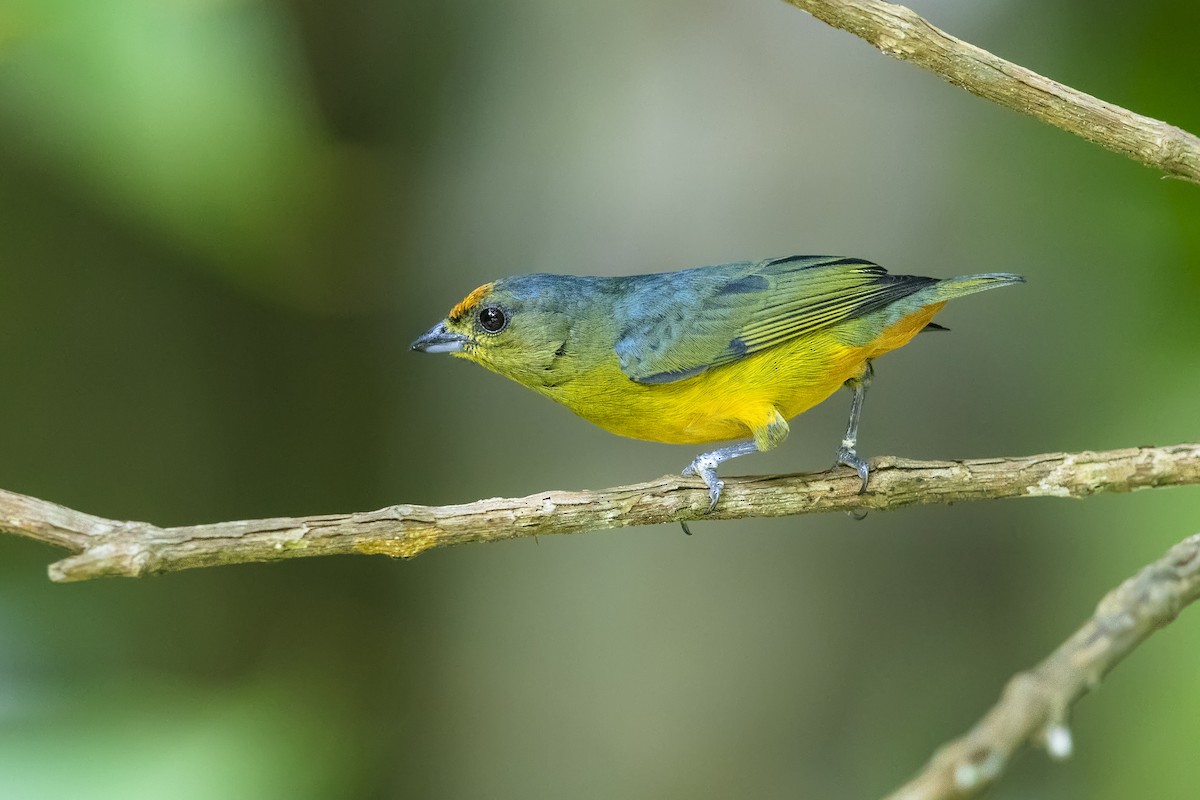 Fulvous-vented Euphonia - ML639168048