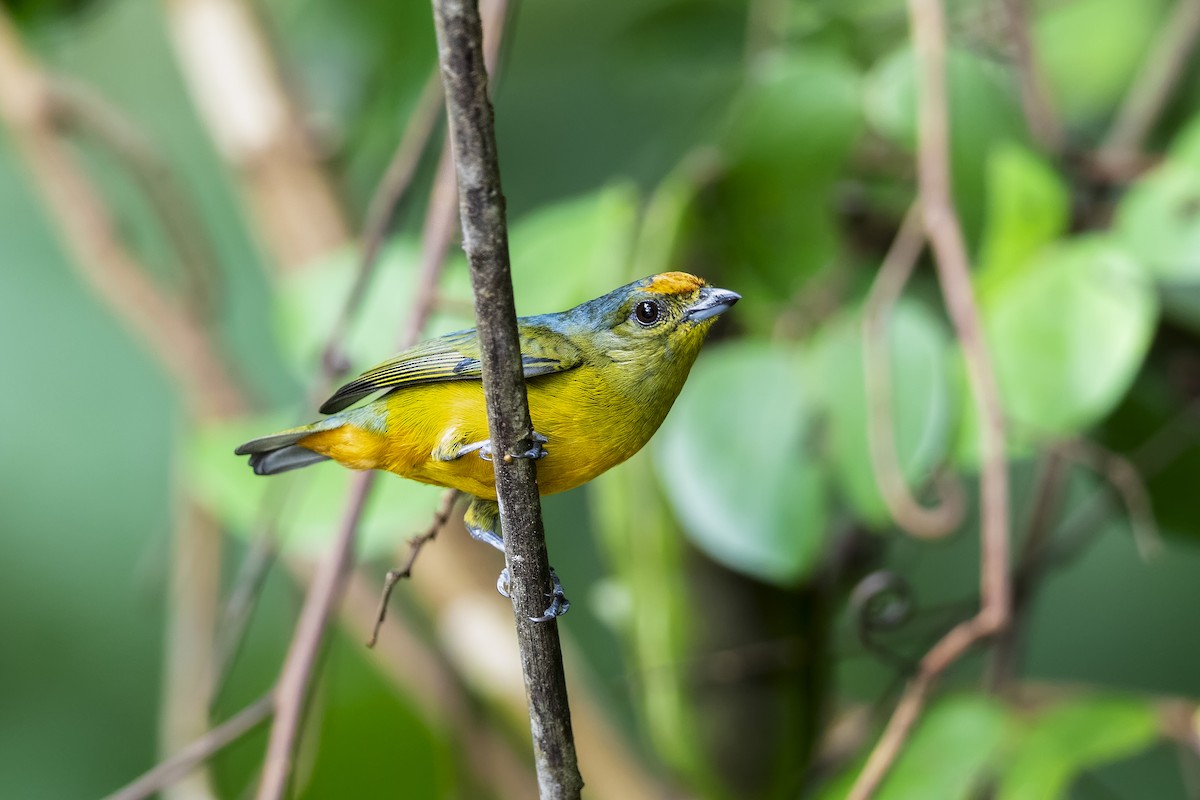 Fulvous-vented Euphonia - ML639168049