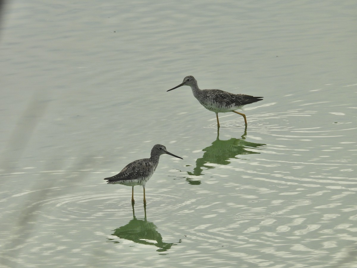 Greater Yellowlegs - ML639168063
