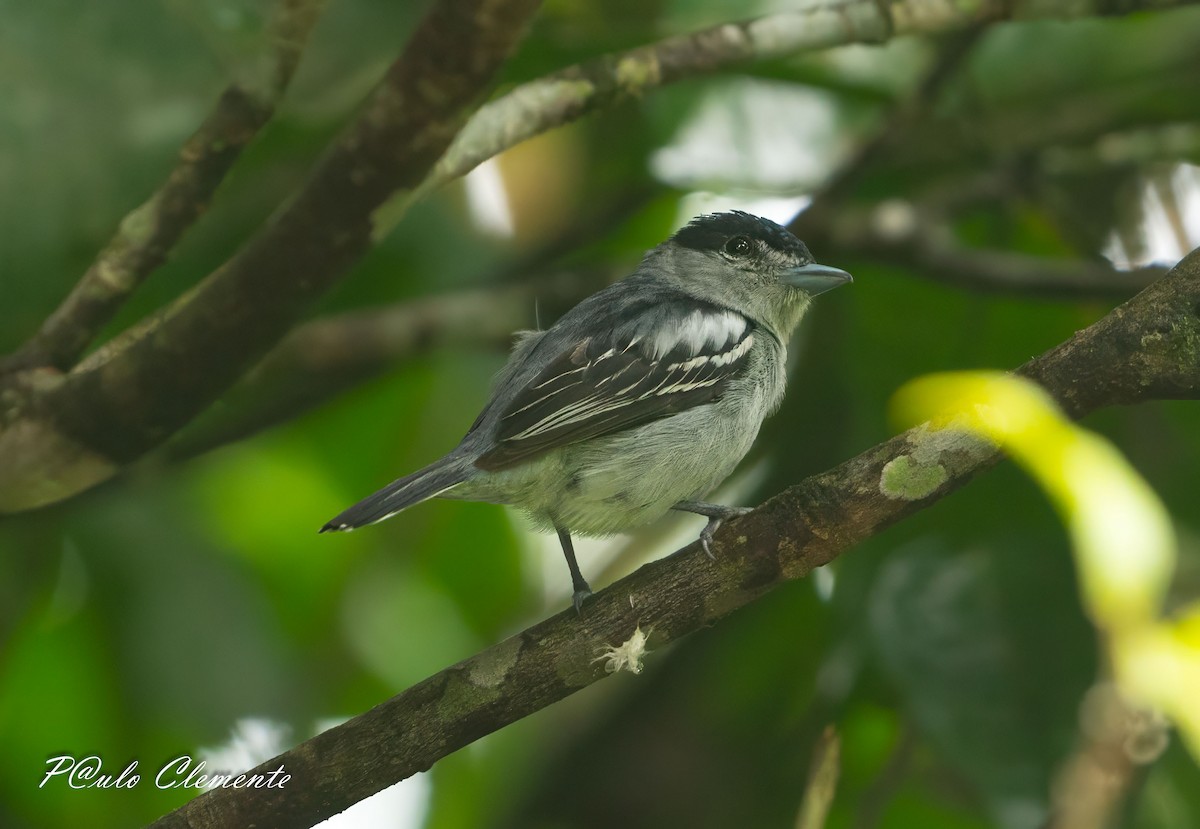 Black-capped Becard - ML639168077