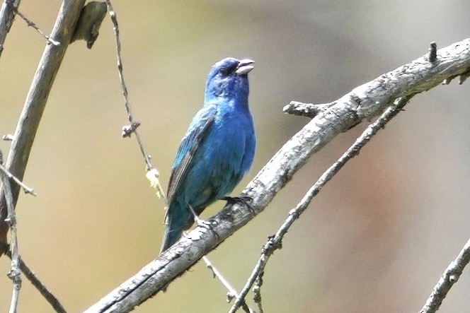 Indigo Bunting - ML639168123