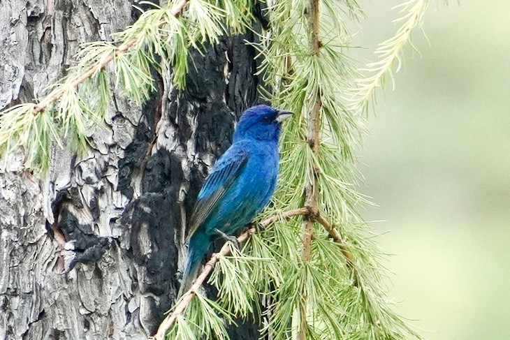 Indigo Bunting - ML639168124