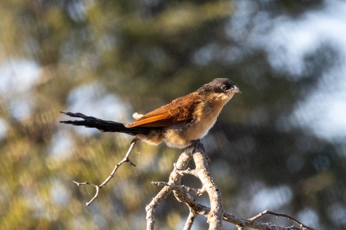 Burchell's Coucal - ML639168200