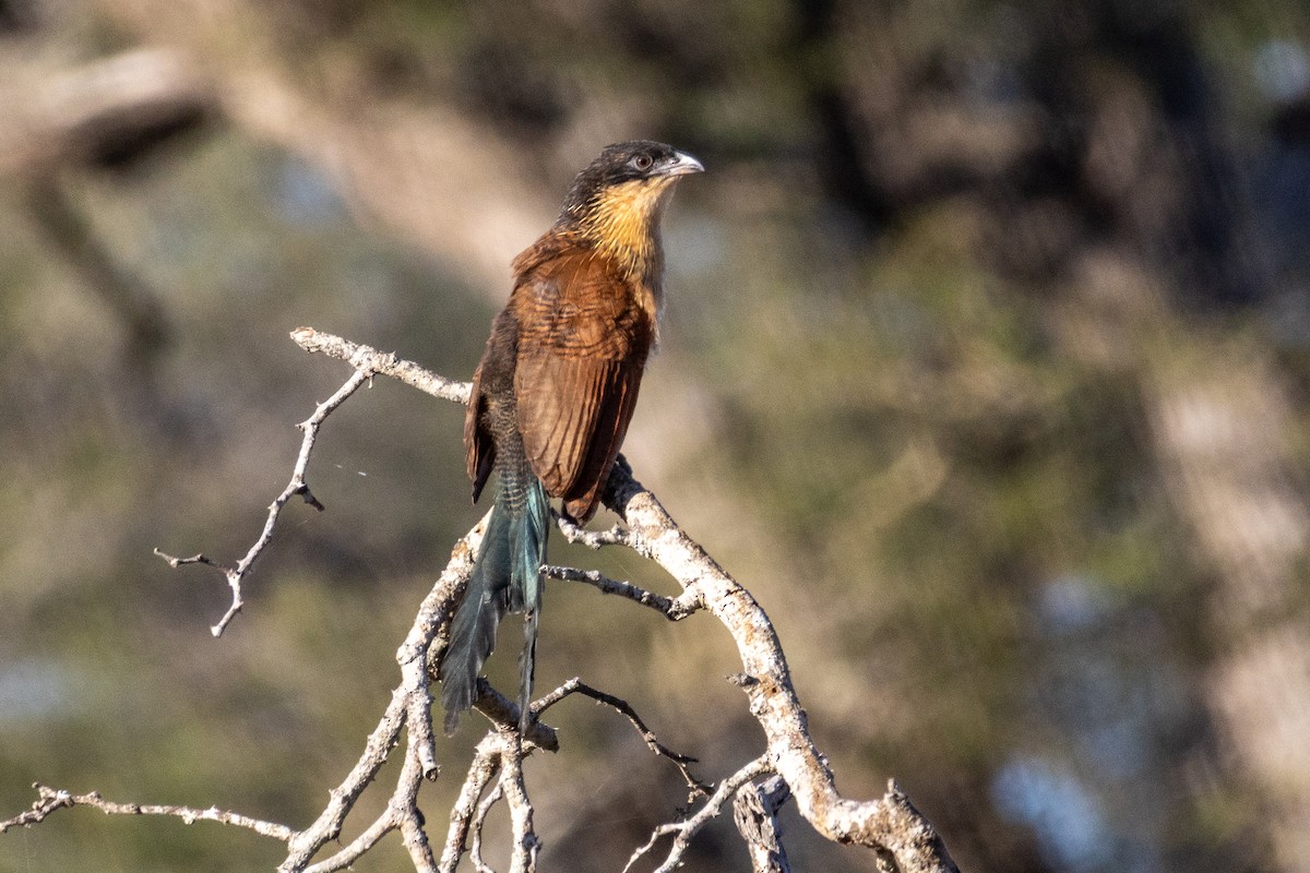Burchell's Coucal - ML639168201