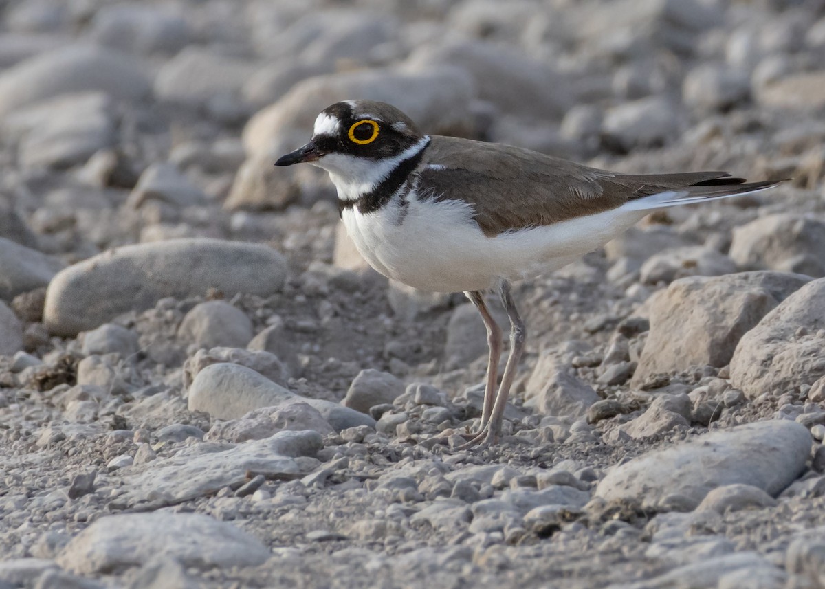 Little Ringed Plover (curonicus) - ML639168202