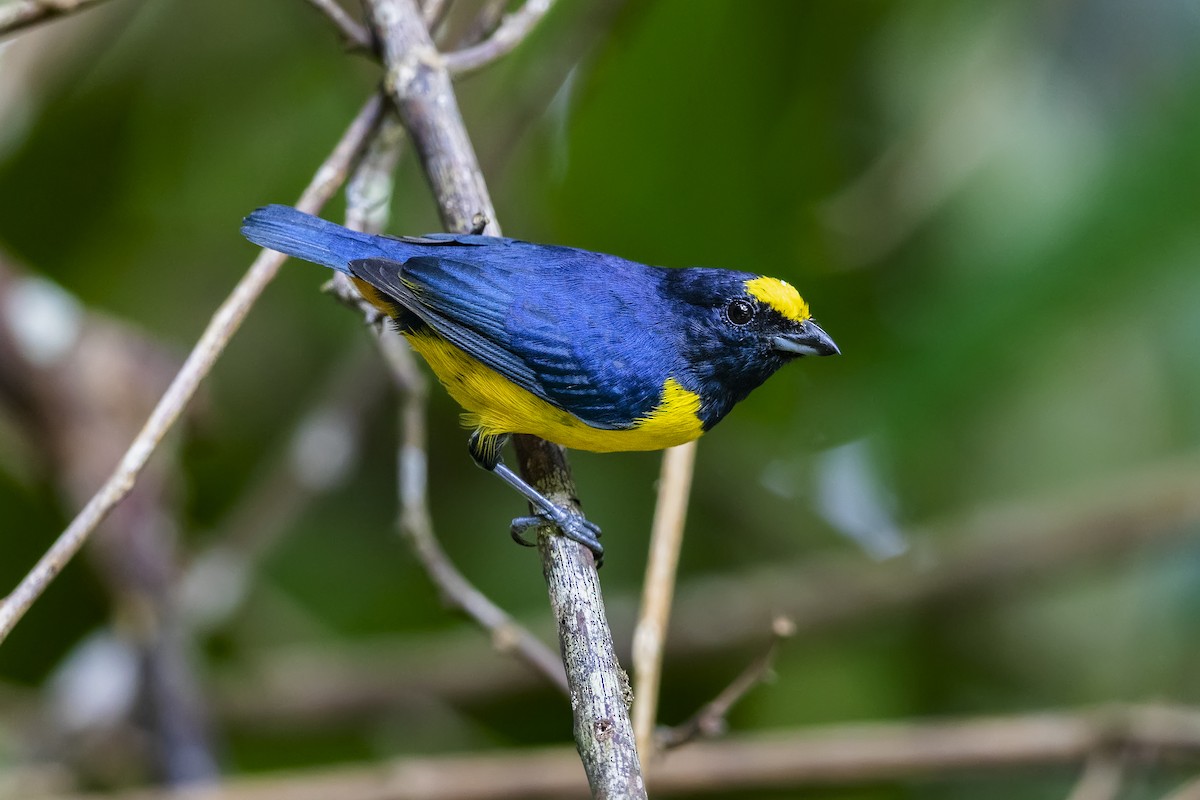 Fulvous-vented Euphonia - ML639168299