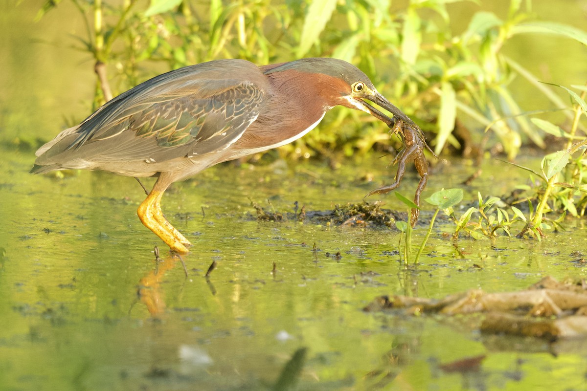 Green Heron - ML639168300