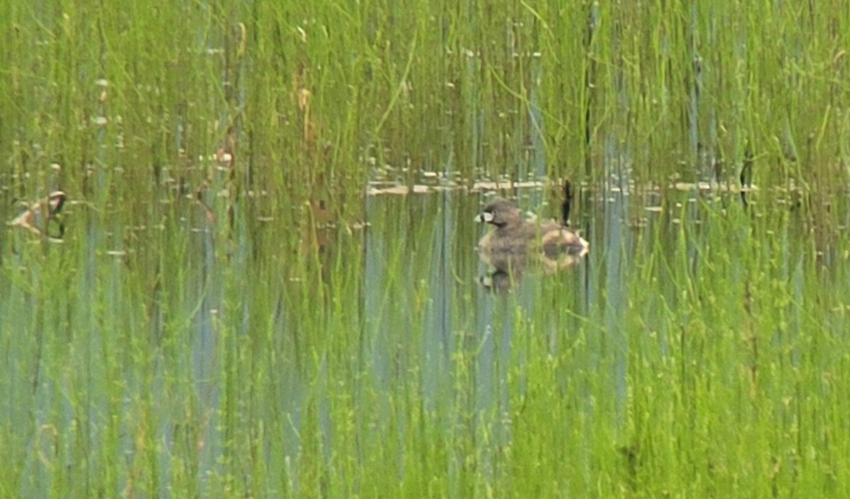 Pied-billed Grebe - ML639168301