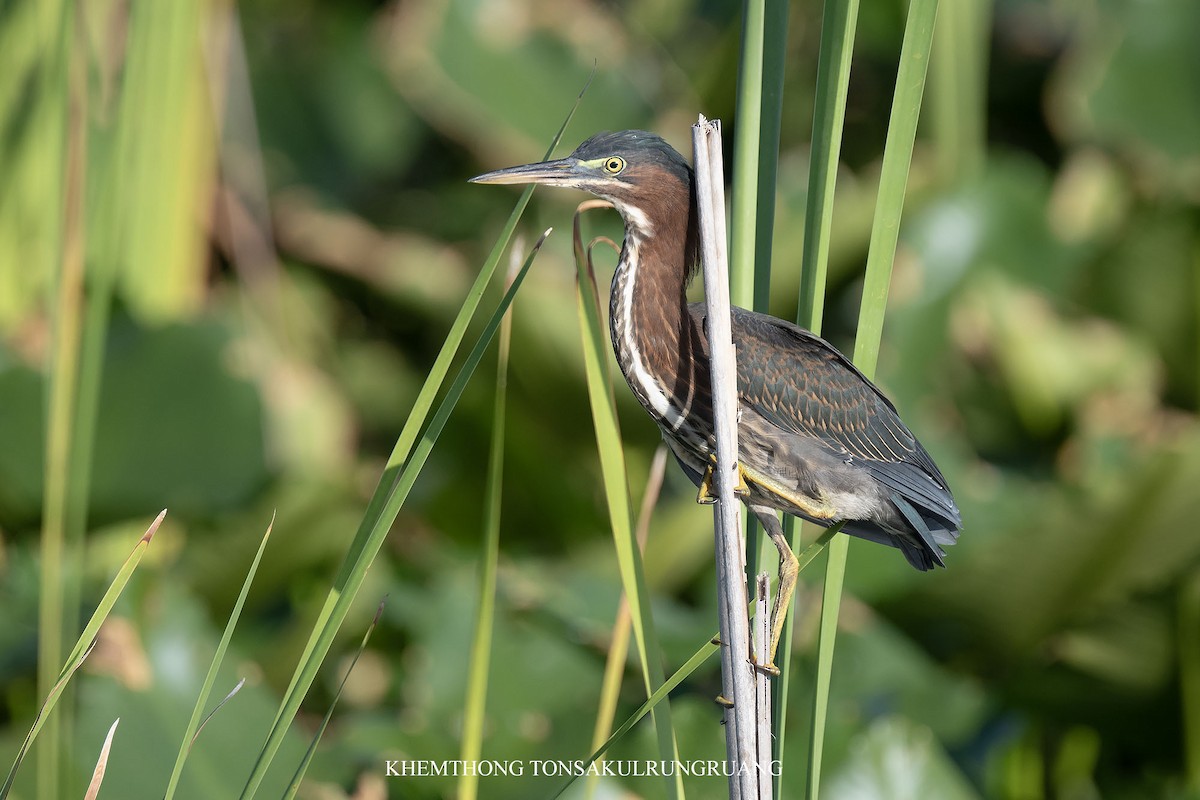 Green Heron (virescens/bahamensis) - ML639168337