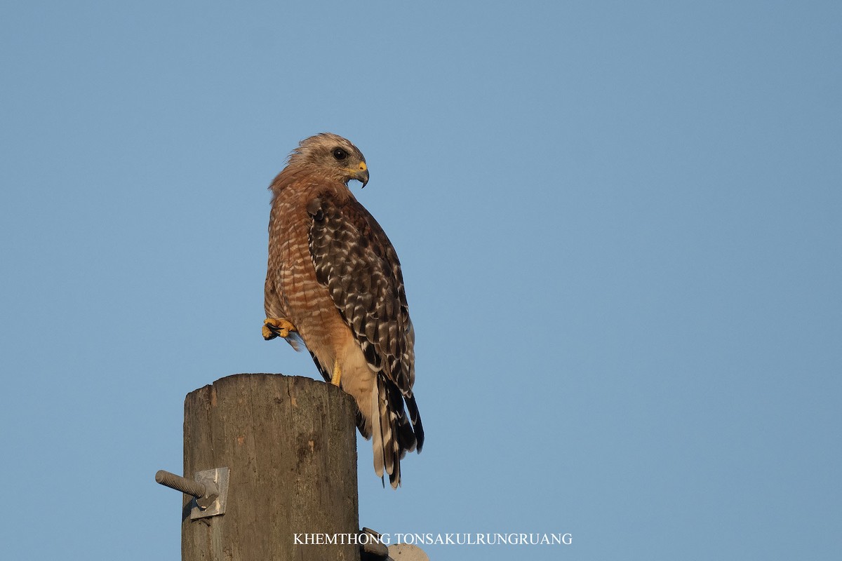 Red-shouldered Hawk (lineatus Group) - ML639168344