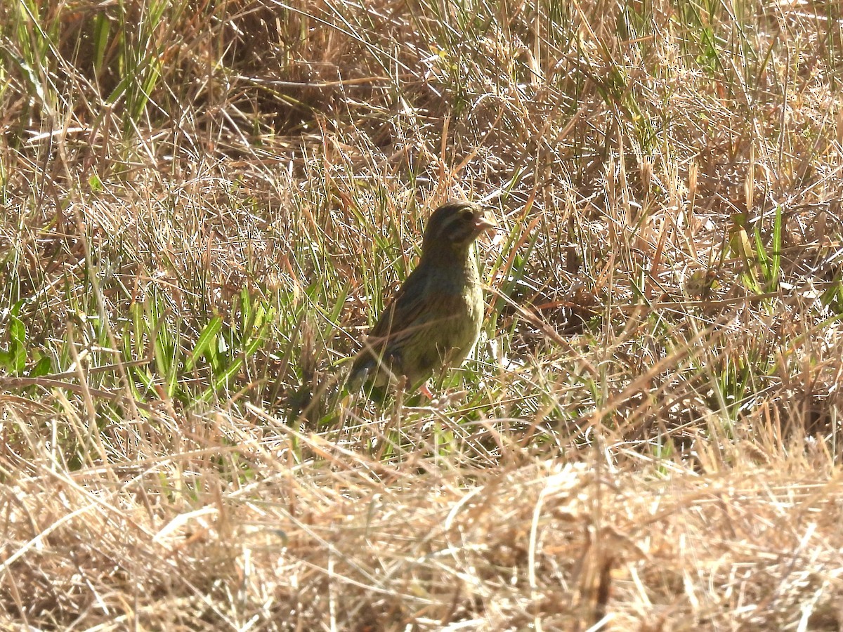 Cirl Bunting - ML639168348