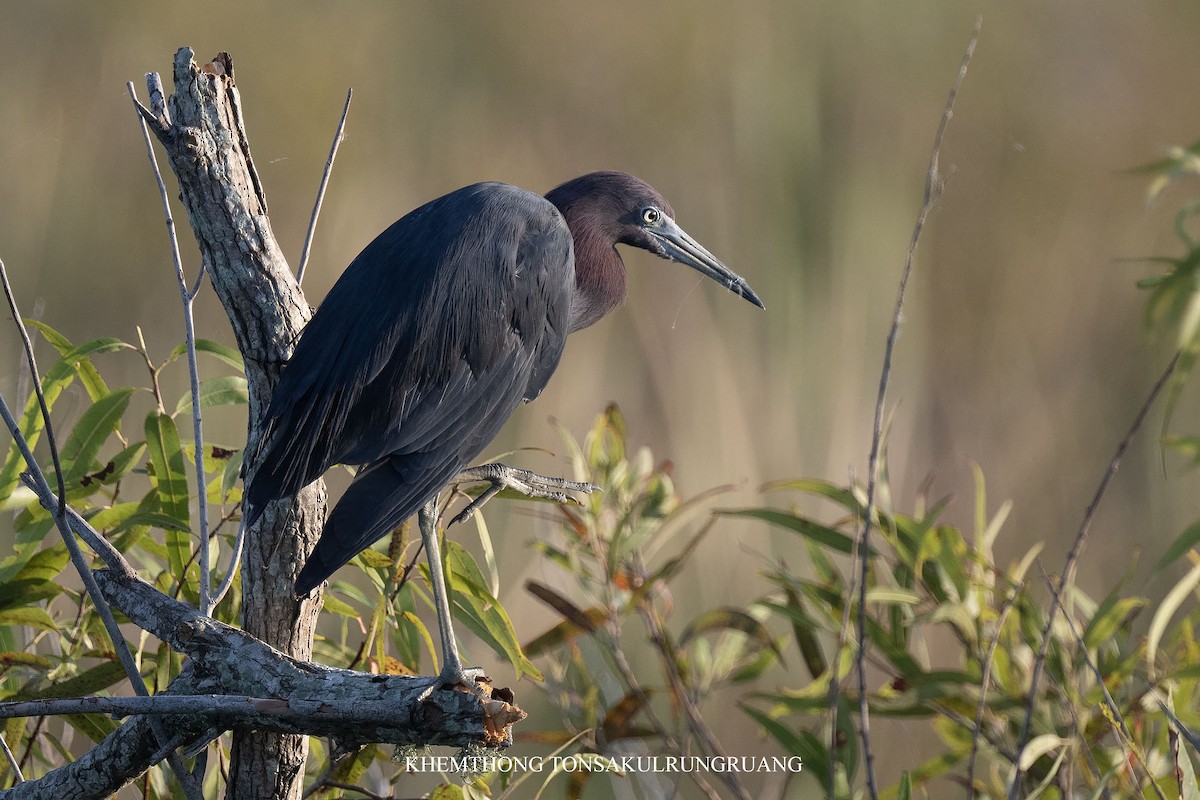 Little Blue Heron - ML639168349