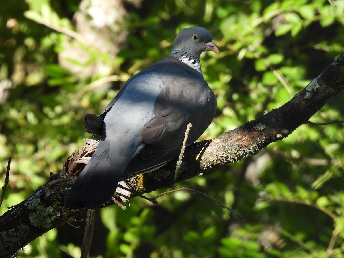 Common Wood-Pigeon - ML639168356