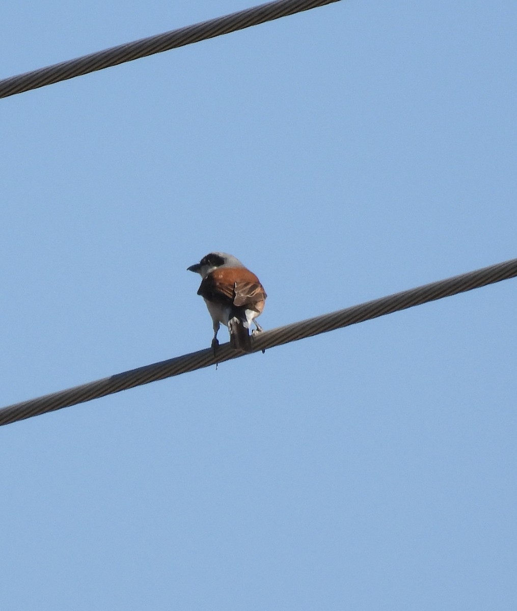 Red-backed Shrike - ML639168372